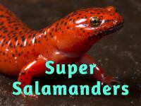 Super_Salamanders